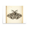 Moth Specimen Poster, Vintage Entomology Illustration, Gothic Wall Art, Dark Academia Decor