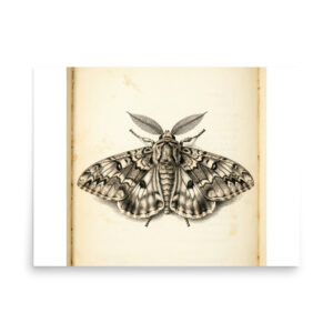enhanced-matte-paper-poster-in-18x24-front-6a9c7cf199259.jpg Moth Specimen Poster, Vintage Entomology Illustration, Gothic Wall Art, Dark Academia Decor